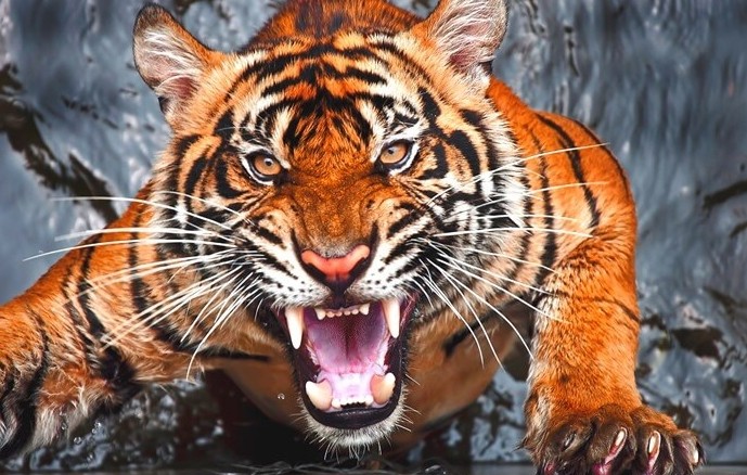 Самые страшные животные в мире и опасные фото и названия